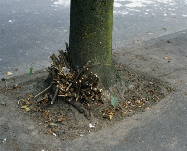 Jeff Wall, Clipped Branches, E. Cordova  st., Vancouver, 1999, lightbox, 71.8 x 89 cm, Courtesyof the artist